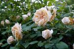 Bouquet d'Or rose photo