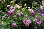 Sister Elizabeth rose photo