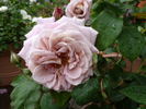 Gletscher rose photo