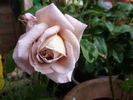 Gletscher rose photo