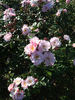 Pink Cottage rose photo