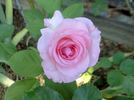 Bridal Shower ™ rose photo