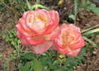 Cherry Freelander rose photo
