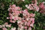 Alba Meidiland ™ rose photo