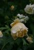 Indian summer rose photo