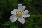 <i>Rosa canina</i> alba rose photo