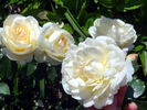 Marie Antoinette rose photo