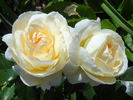 Marie Antoinette rose photo
