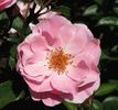 NDR1 Radio Niedersachsen ® rose photo
