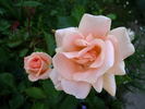 Folksinger rose photo