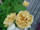 Creme Caramel rose photo