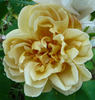 Creme Caramel rose photo