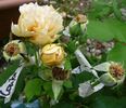 Creme Caramel rose photo