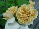Creme Caramel rose photo