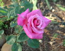 Gräfin Sonja ™ rose photo