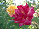 Classic Beauty ™ rose photo