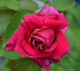 Ducher 1845 rose photo