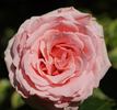 Addo Heritage rose photo