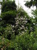 Paul's Himalayan Musk Rambler rose photo