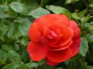 En Vogue rose photo