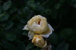 Indian summer rose photo
