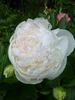 Marilla Beauty peony photo