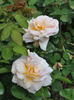 Christobel rose photo