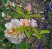 Christobel rose photo
