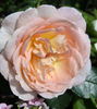 Marie Antoinette rose photo