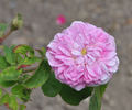 Petite Lisette rose photo