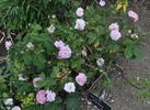 Petite Lisette rose photo