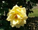 Kamakura rose photo