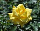 Kamakura rose photo