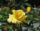 Kamakura rose photo