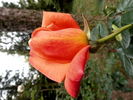Katherine Pechtold rose photo