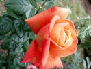 Katherine Pechtold rose photo