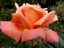 Katherine Pechtold rose photo