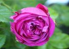 Crimson Blush rose photo