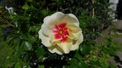 CHEwjackbelt rose photo