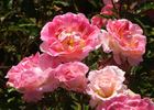 Adrien Mercier rose photo