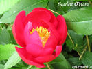 Scarlet O'Hara peony photo