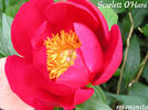 Scarlet O'Hara peony photo