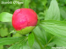Scarlet O'Hara peony photo
