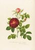 Noire de Hollande rose photo