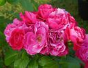 Akaroa rose photo