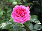 Xanthus rose photo
