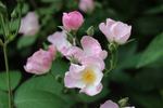Pretty Pink rose photo