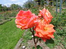 Woburn Abbey rose photo
