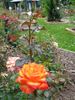 Winning Colors ™ rose photo