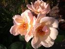 Arahan rose photo